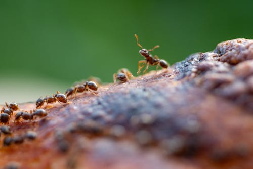 Ant_Control Ant_Control