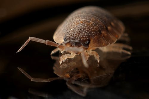 Bedbug Control Bedbug Control