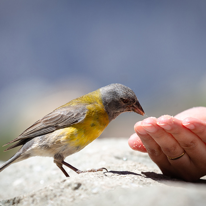 Bird Pro.jpg Bird Pro.jpg