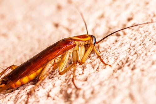 Cockroach_Control Cockroach_Control