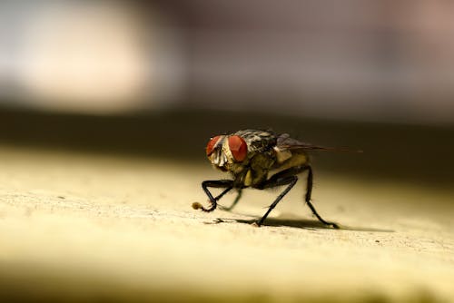 Fly_Control Fly_Control
