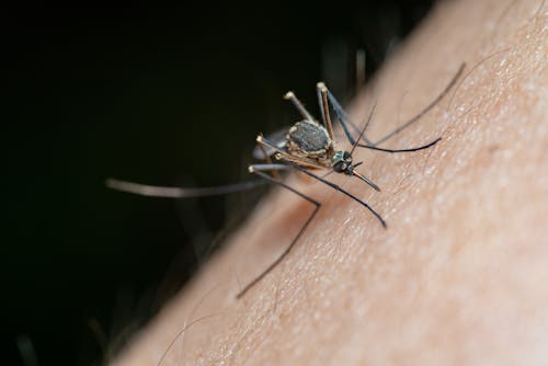 Mosquito_Control Mosquito_Control