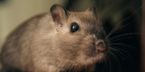 Rat-1 Rat