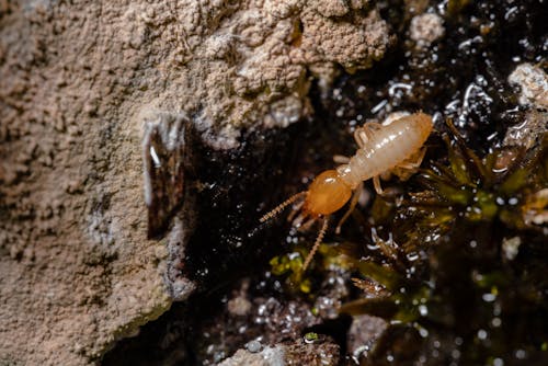 Termite_Control Termite_Control