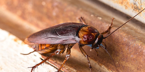 Termites-3 Termites-3