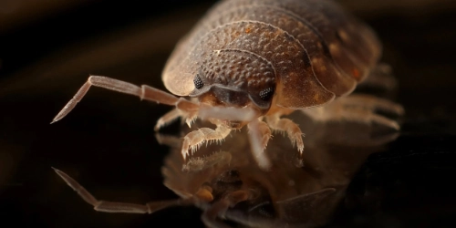 bedbug-1 bedbug-1