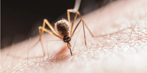 image-mosquito-bite-in image-mosquito-bite-in