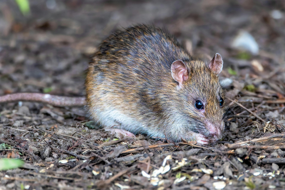 Bandicoot rat Bandicoot rat
