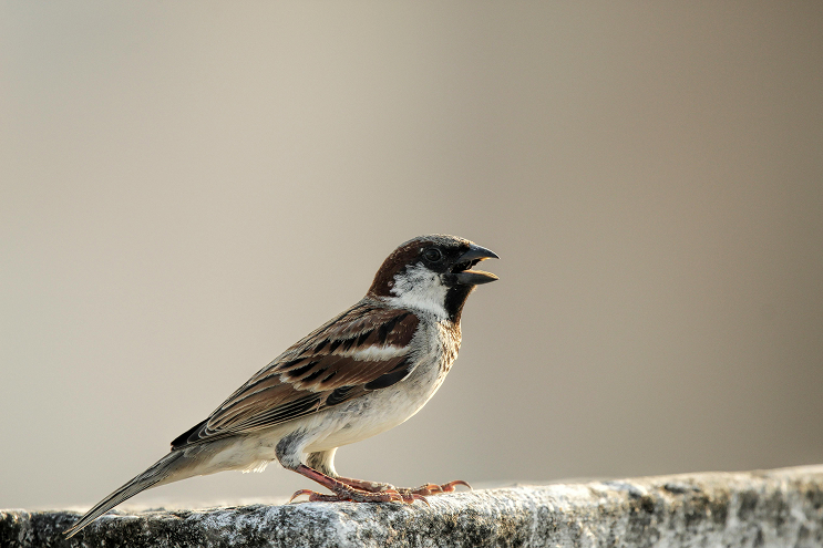 Birds Control Birds Control