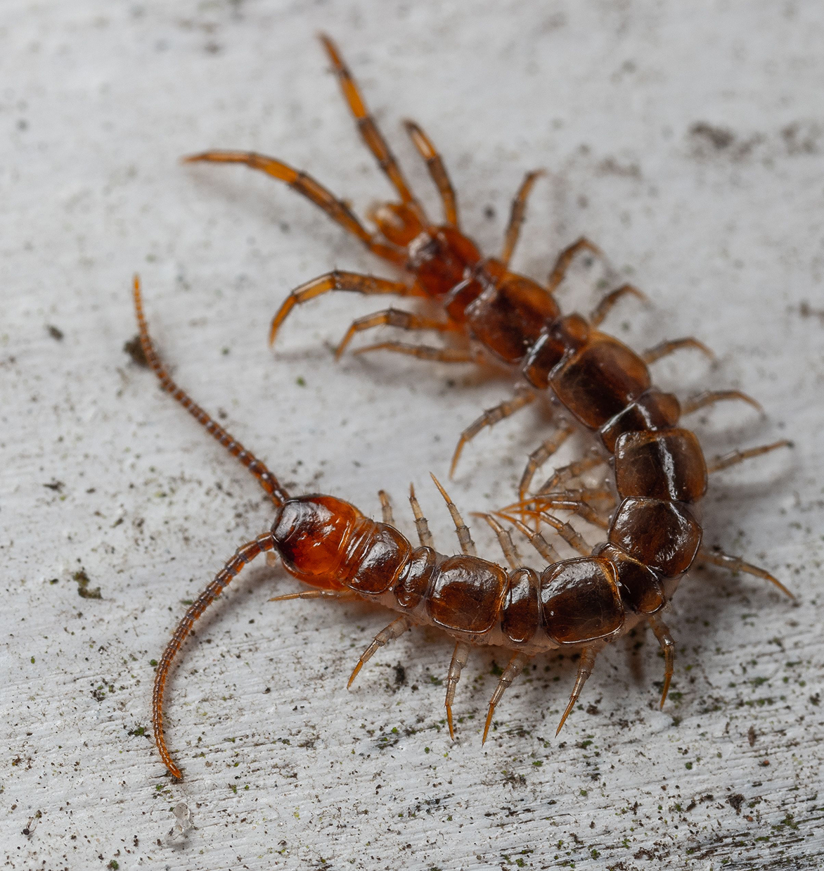 Crawling insects (1) Crawling insects