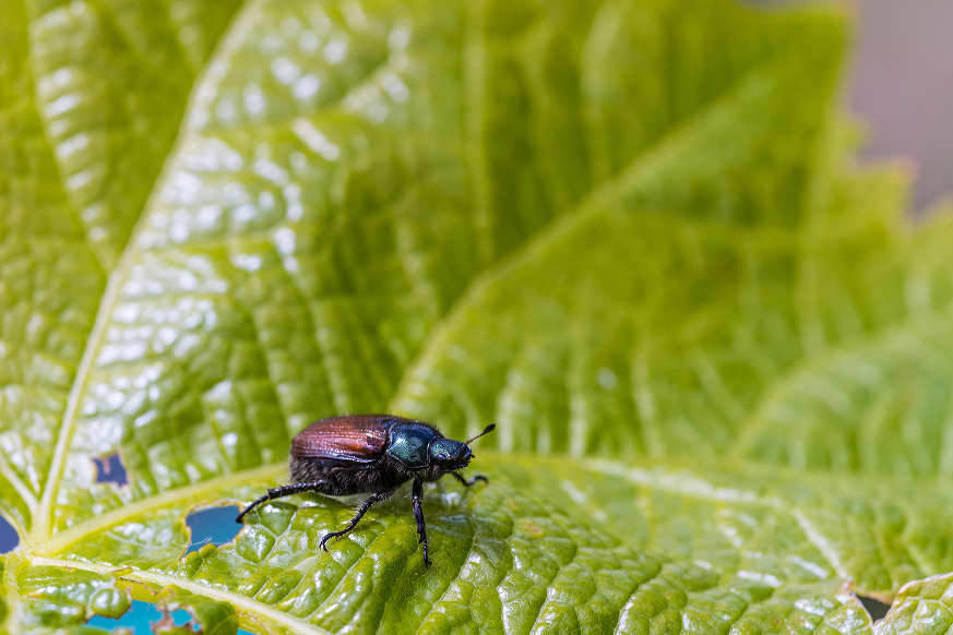 Grain beetle Control Grain beetle Control