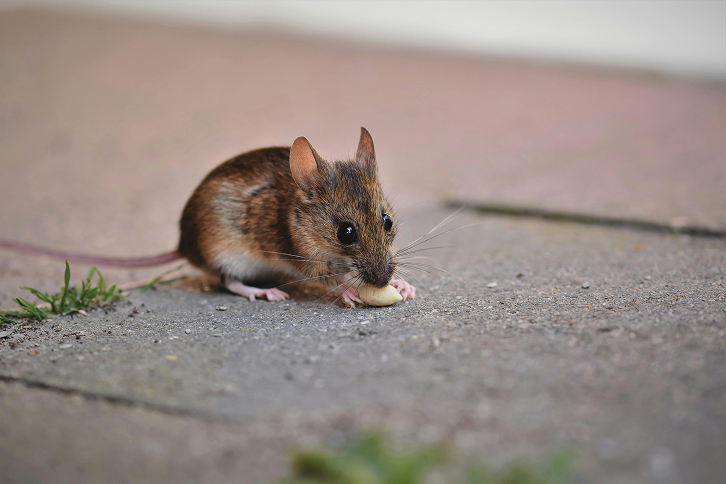 Mice Control Mice Control