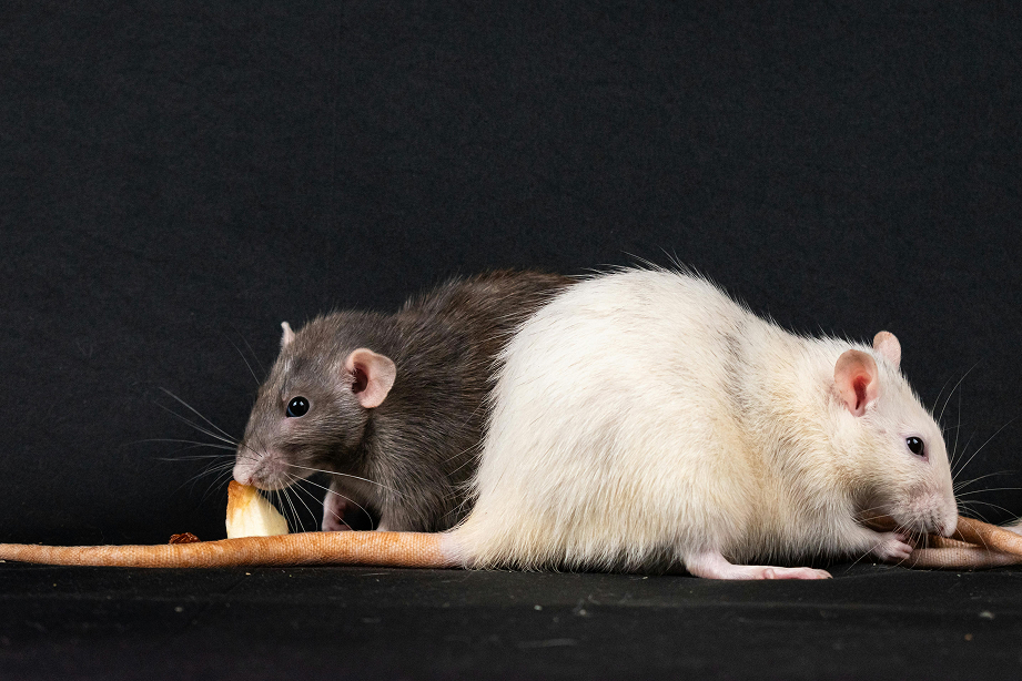 Rats Control Rats Control