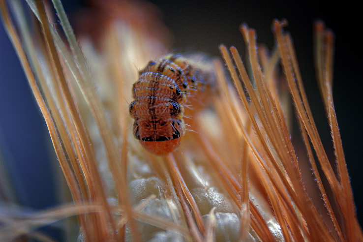 Silverfish Control Silverfish Control