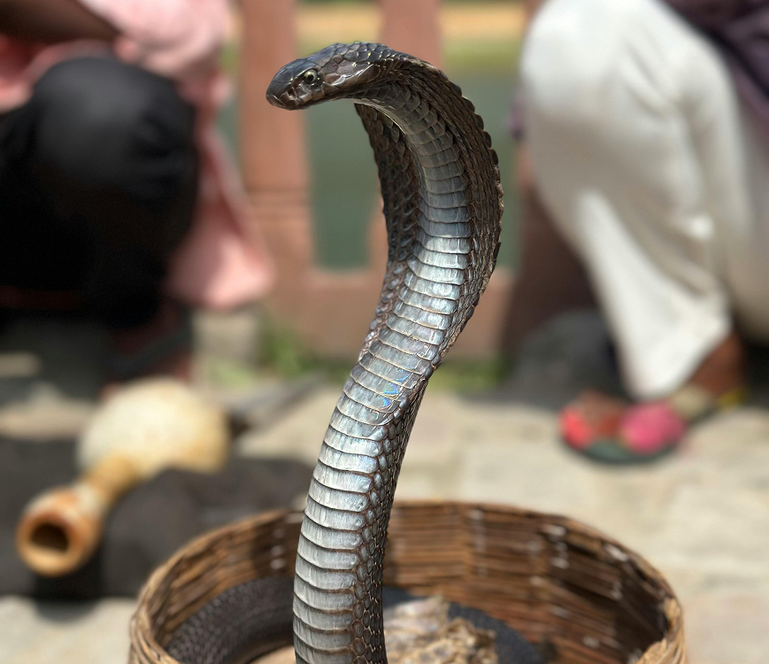 Snake Control Snake Control