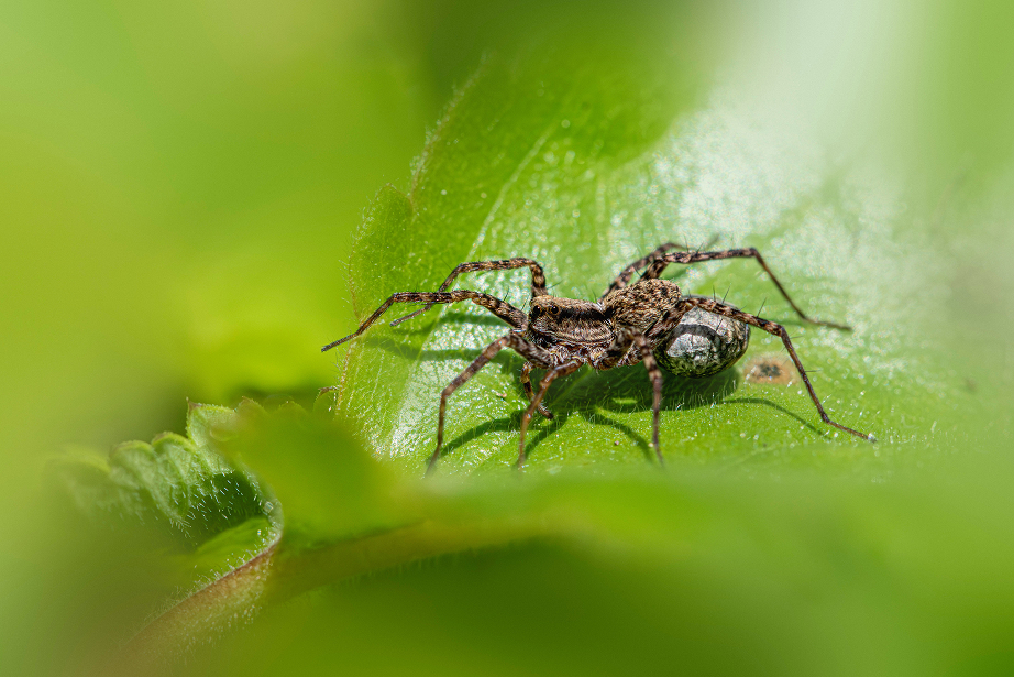 Spider Control Spider Control