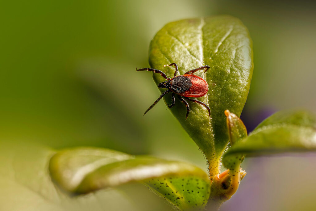 Ticks Control Ticks Control