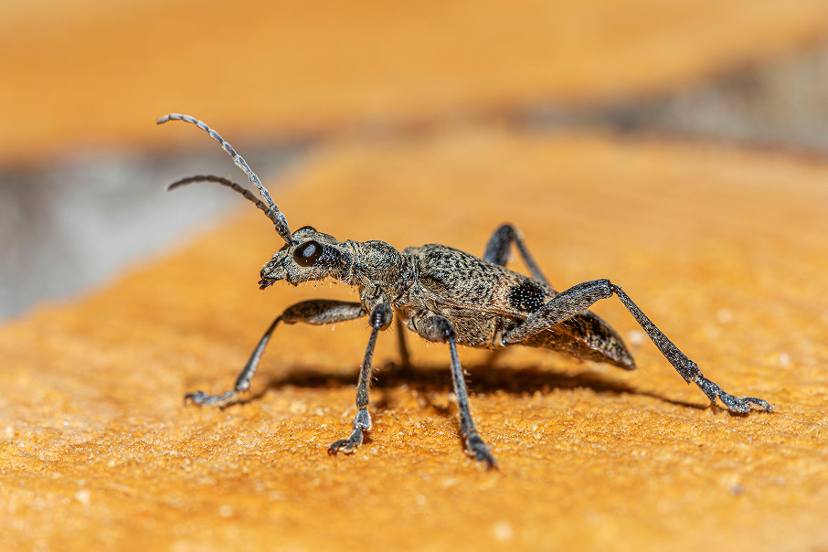 Wood borers Control Wood borers Control